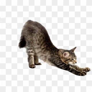 Yoga Cats Png - Cat Stretch Front View, Transparent Png