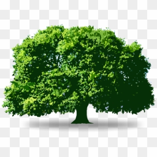 Tree - Oak, HD Png Download