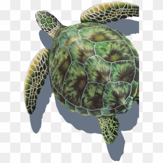 Green Sea Turtle Porcelain Series Pool Mosaics - Sea Turtle Top View, HD Png Download