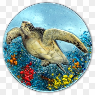 Sea Turtle With Coral On Aqua - Kemp's Ridley Sea Turtle, HD Png Download
