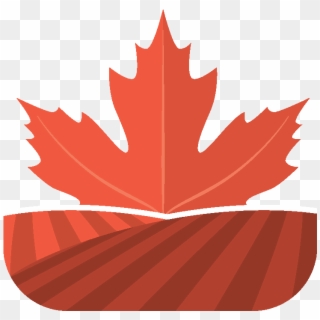 Google Image Maple Leaf , Png Download - Red Maple Leaf Watercolor, Transparent Png