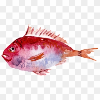 Red Watercolor Hand Painted Goldfish Transparent - Sole, HD Png Download