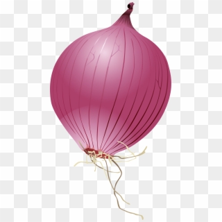Single Onion Png Photo - Red Onion, Transparent Png