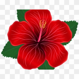 Hibiscus Clipart Shoeflower - Red Hibiscus Flower Png, Transparent Png