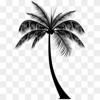 Palm Tree Silhouette - Real Palm Trees Silhouette, HD Png Download