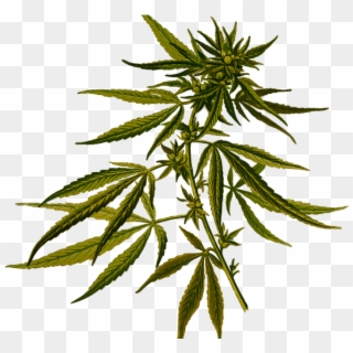 Marijuana Real Estate California - Botanical Illustration Cannabis Plant, HD Png Download
