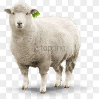 Free Png Sheep Png Images Png Image With Transparent - Sheep Pictures Png, Png Download