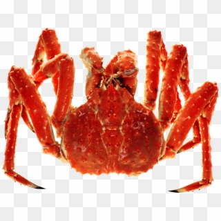Red King Crab Png, Transparent Png