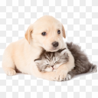 Puppy And Kitten Png - Cat And Dog, Transparent Png