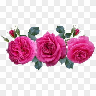 Roses, Flowers, Garden, Arrangement, Romantic, Nature - Jardin De Rosas Png, Transparent Png