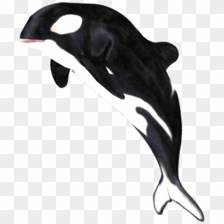 Whale Png By Clipartcotttage - Orca Whale Png, Transparent Png