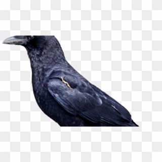 Crow Birds, HD Png Download