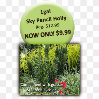 1gal Sky Pencil Holly - Bizhub 184, HD Png Download