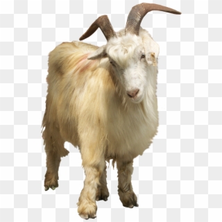 Goat Horn Png - Goat, Transparent Png