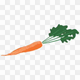 Organic Carrot - Baby Carrot, HD Png Download