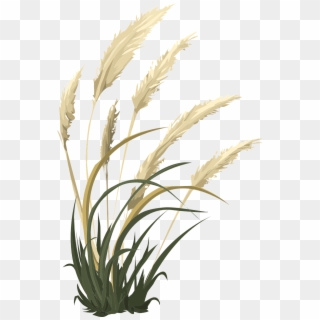 Wheat Grass Nature Agriculture Png Image - Transparent Pampas Grass Png, Png Download