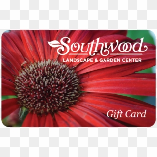 Red Daisy Gift Card Web Thumb 243x153-01 - Gutscheinvorlagen Kostenlos, HD Png Download