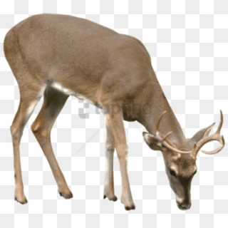 Free Png Deer Png Png Image With Transparent Background - Portable Network Graphics, Png Download