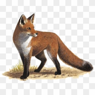 Do Foxes Live, HD Png Download