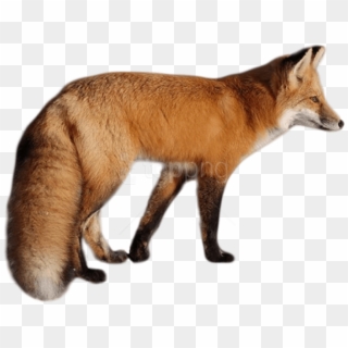 Free Png Download Fox Png Images Background Png Images - Лиса Пнг, Transparent Png