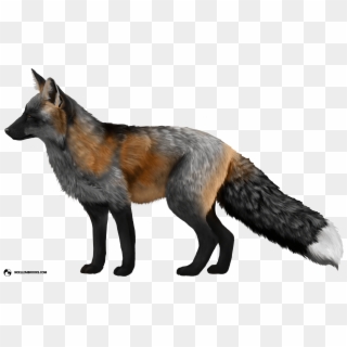 Virginia Police Confiscate Swiper The Ranched Fox - Red And Silver Fox, HD Png Download