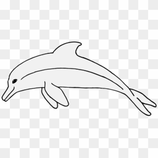Details, Png - Short-beaked Common Dolphin, Transparent Png