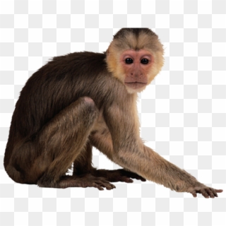 Monkey Picture No Background, HD Png Download
