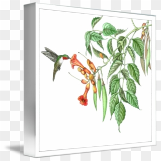Trumpet Vine Png - Rufous Hummingbird, Transparent Png