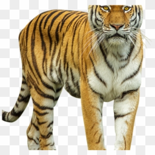 Tiger Png Transparent Images - Tiger, Png Download