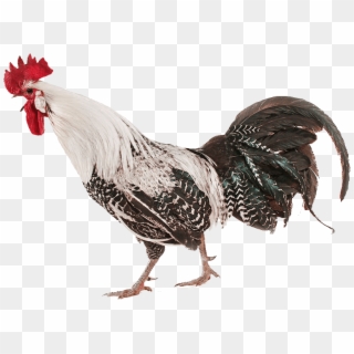 Cooked Chicken Png - Chicken Real Png, Transparent Png