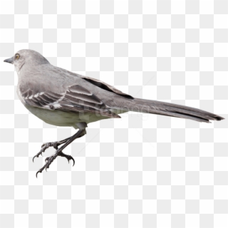 Download Bird Png Images Background - Mockingbird Png, Transparent Png