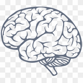 Brain Png Image - Brain Side View Vector, Transparent Png