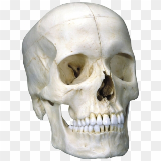 3b Scientific Bonelike Skull Bony Skull 6 Part , Png - Макет Черепа Купить Украина, Transparent Png