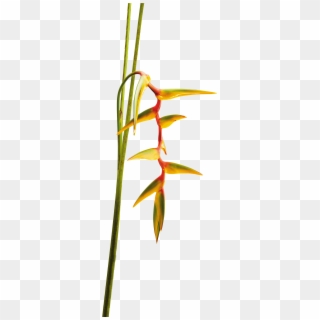 Heliconia - Angry Moon - Heliconia, HD Png Download