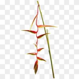Heliconia Chartacea Lane Ex Barreiros Sexy Scarlet - Heliconia, HD Png Download