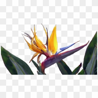 Ave Del Paraiso - Bird Of Paradise, HD Png Download