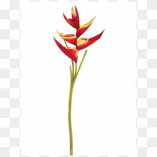 34 Small Heliconia Spray Red Yellow - Heliconia, HD Png Download