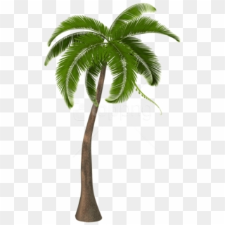 Free Png Download Beautiful Palm Tree Png Images Background - Clipart Palm Tree Png, Transparent Png