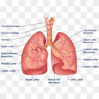 The Heart And Lungs Are Located In The Thorax, Or Chest - Heart And Lungs, HD Png Download