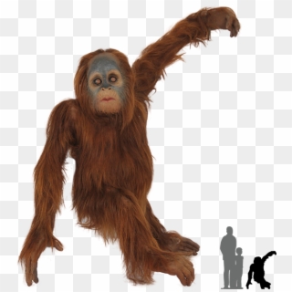 Real Animal Png - Orangutan Png, Transparent Png