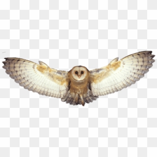 Barn Owl Png Photo - White Owl Transparent Background, Png Download