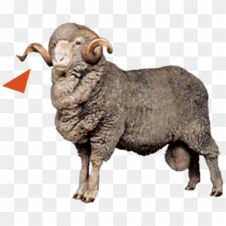 Free Png Sheep Png Images Png Image With Transparent - Bighorn, Png Download