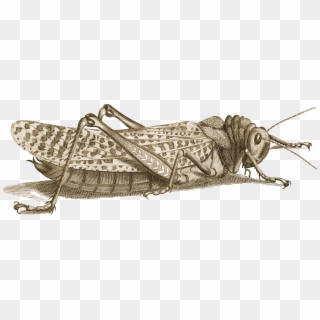 Png Locust Pluspng - Illustration, Transparent Png