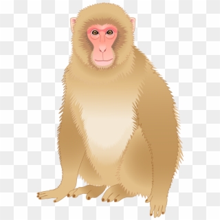 Baboons Clip Art - Japanese Macaque, HD Png Download