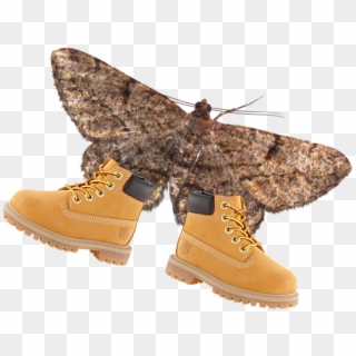 Moth Wearing Timbs - Lamp And Moth Best Memes, HD Png Download