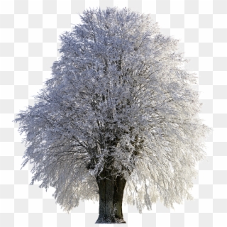 Tree, Winter, Wintry, Snow, Cold, Frost, Png, Frozen - Snow Wallpaper Hd Portrait, Transparent Png