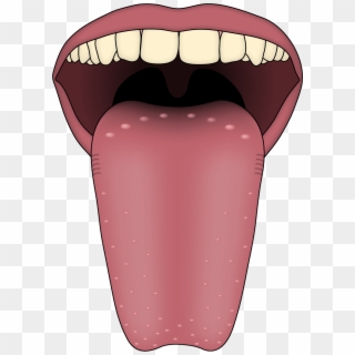 Human Tongue - Does It Mean If You Have Spots On Your T, HD Png Download