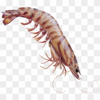 Shrimps Png - Photoshop Shrimp, Transparent Png