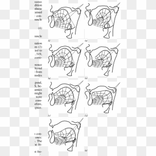 Equilibrium Tongue Configurations Resulting From The - Drawing, HD Png Download