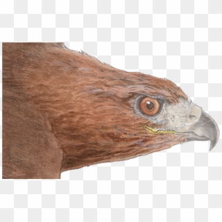 Red-tailed Hawk Detail, HD Png Download